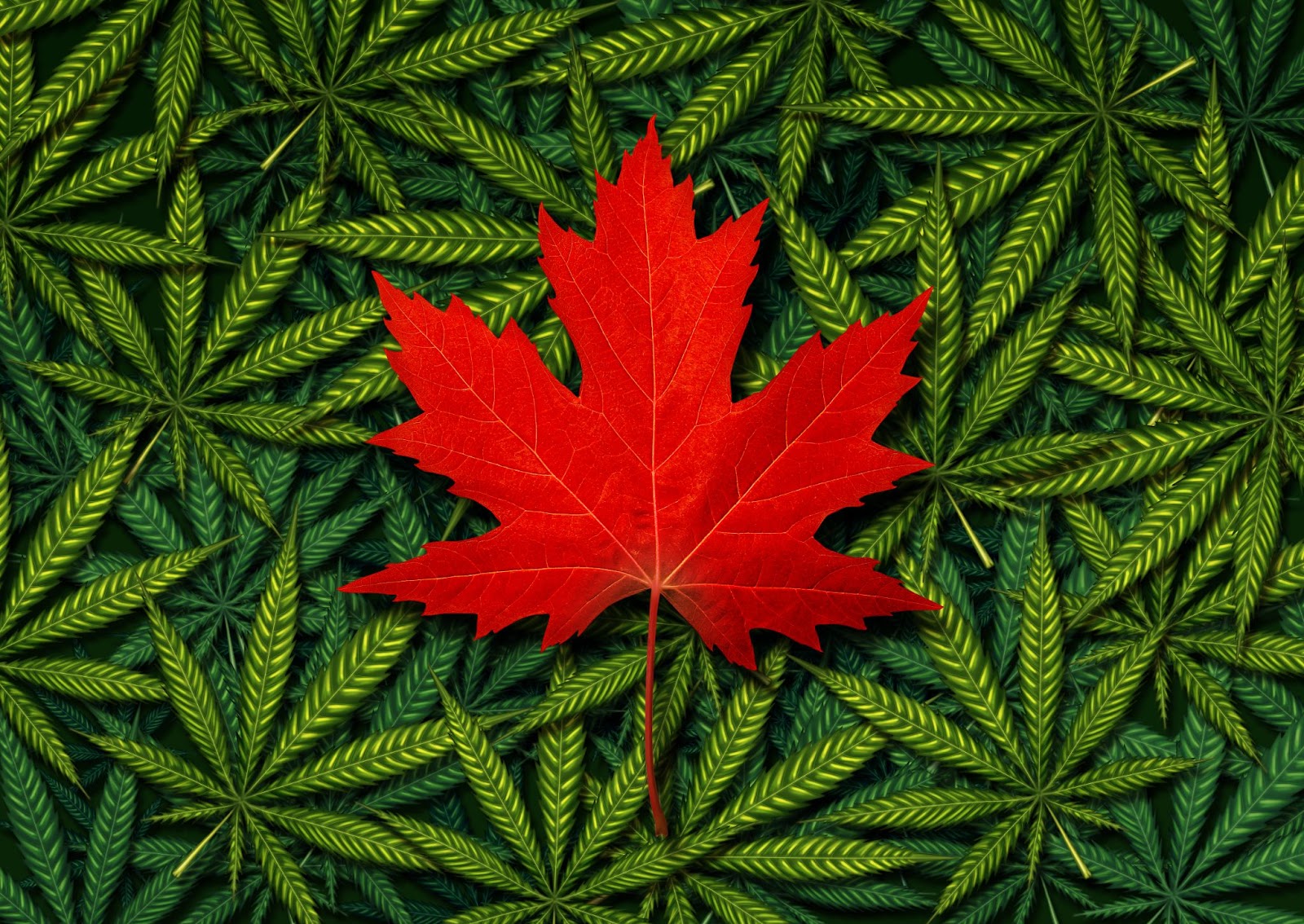 Représentation vivante de feuilles de cannabis avec une feuille d'érable canadienne rouge vif.
